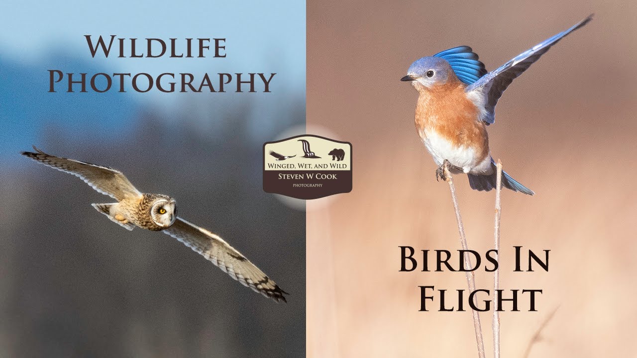 Wildlife Photography  -  Birds In Flight