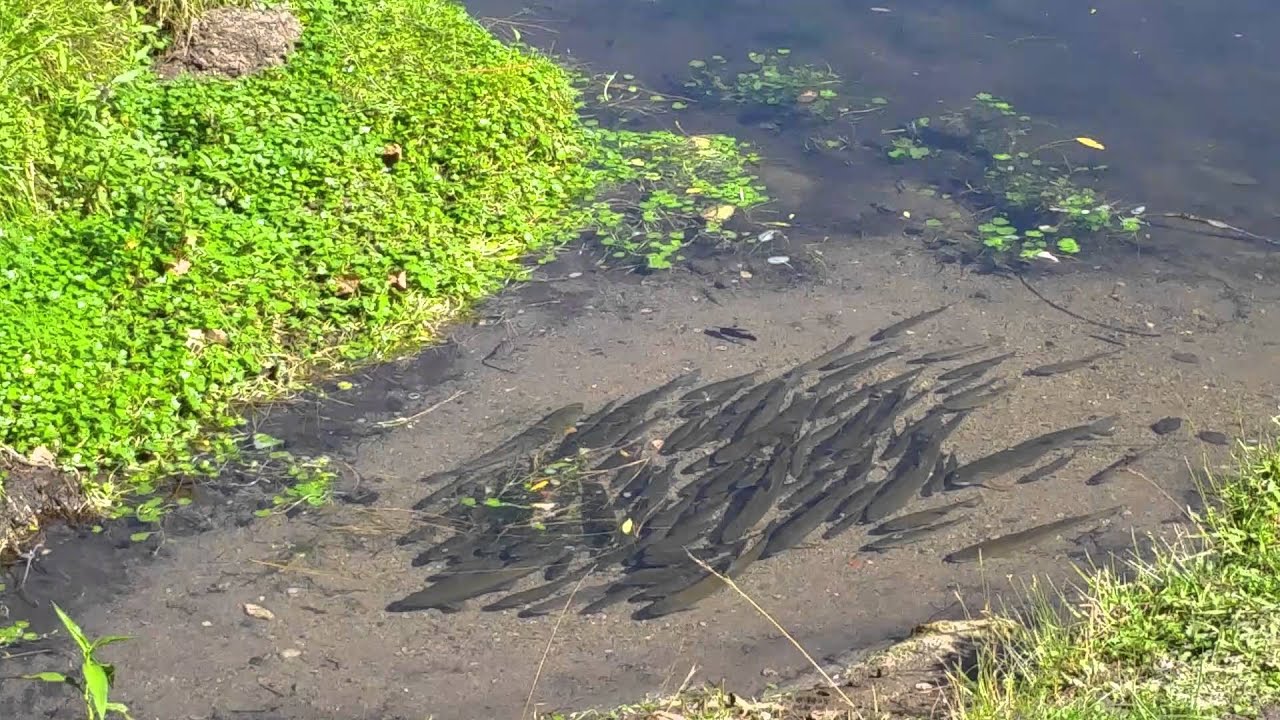 El videos mas visto en el mundo, sobre Truchas Arcoíris 1/3