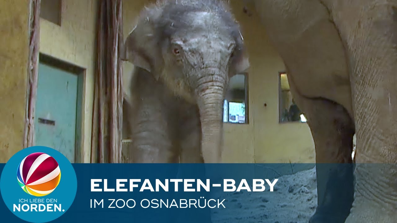Elefantenbaby Yaro im Zoo Osnabrück geboren
