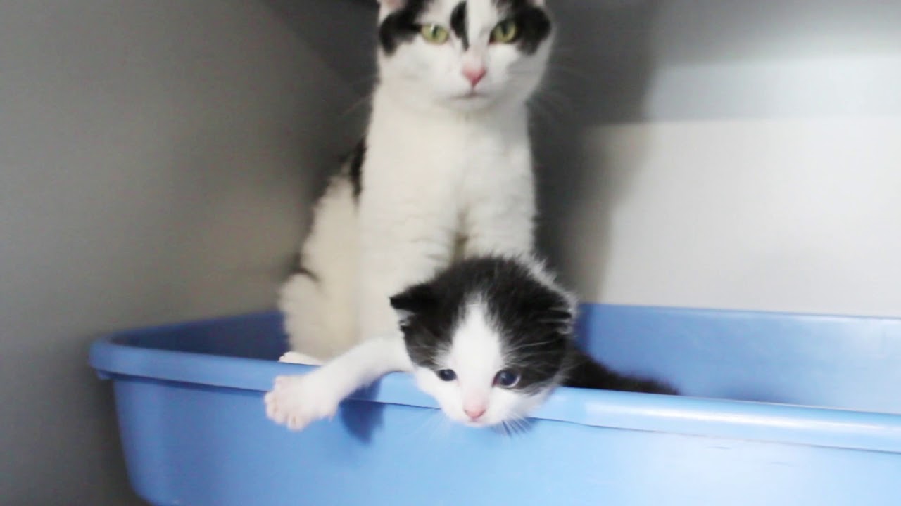 HDC Kittens Helpmee 2018