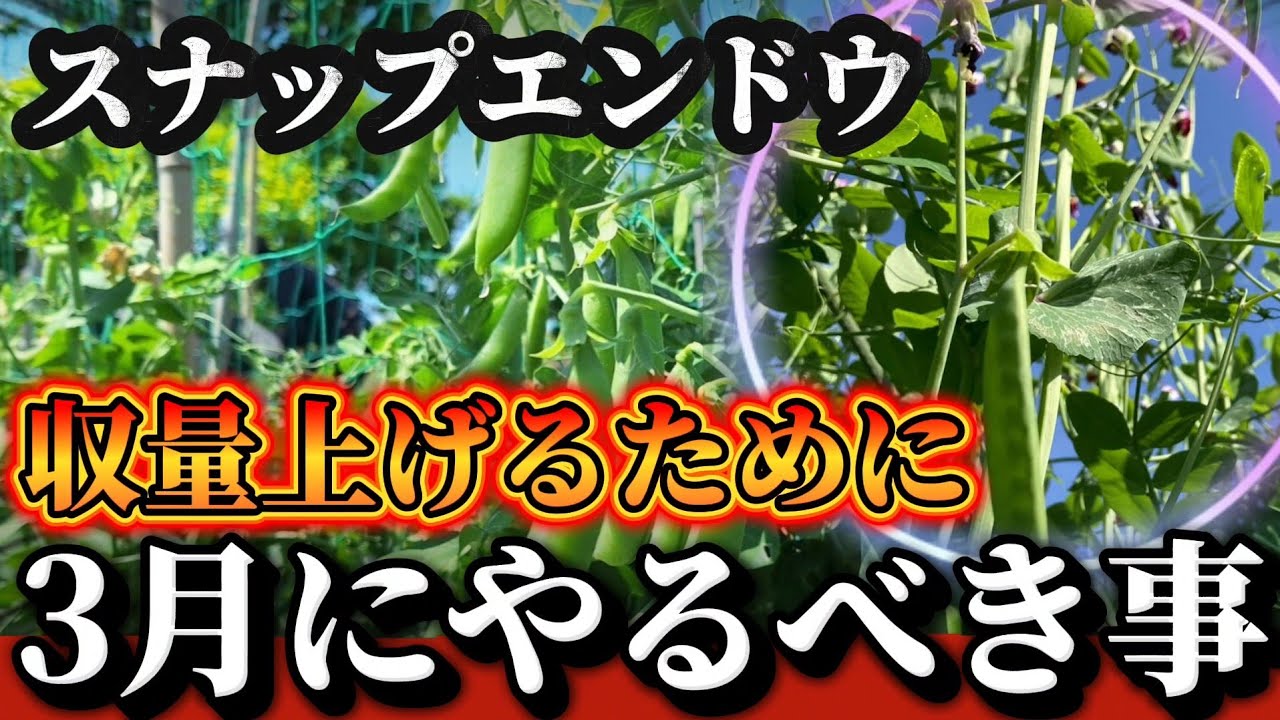 【スナップエンドウ】収量あげるために〇〇をやって下さい！！ここで【差】が出てきます！！
