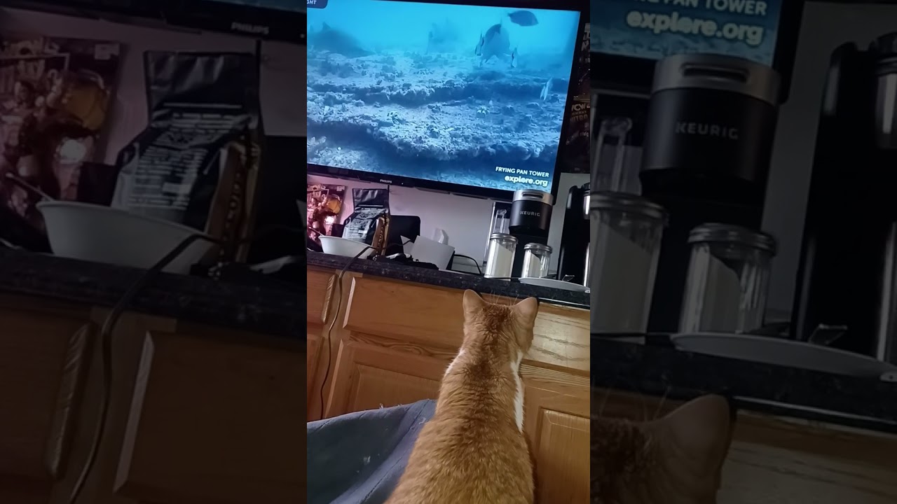 My cat stalking a shark 🦈 🐈 👀
