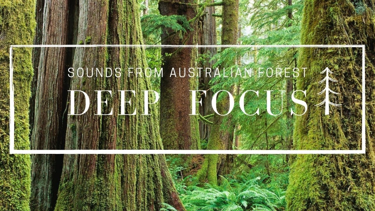 Deep focus 2 hours Nature Sound Soothing Forest Birds Singing Relaxing light wind Australian forest