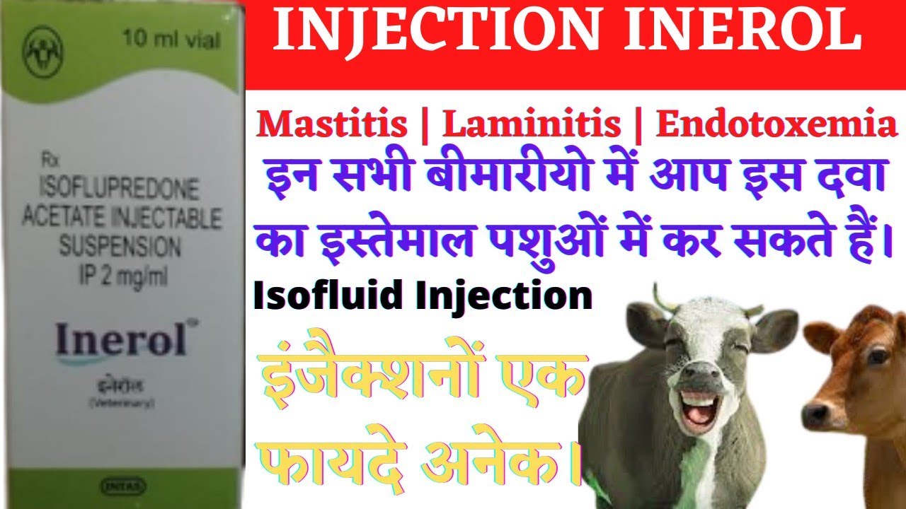 Inerol Injection | Isofluid Injection | Isoflupredone Acetate Injectable Suspension. #inerol