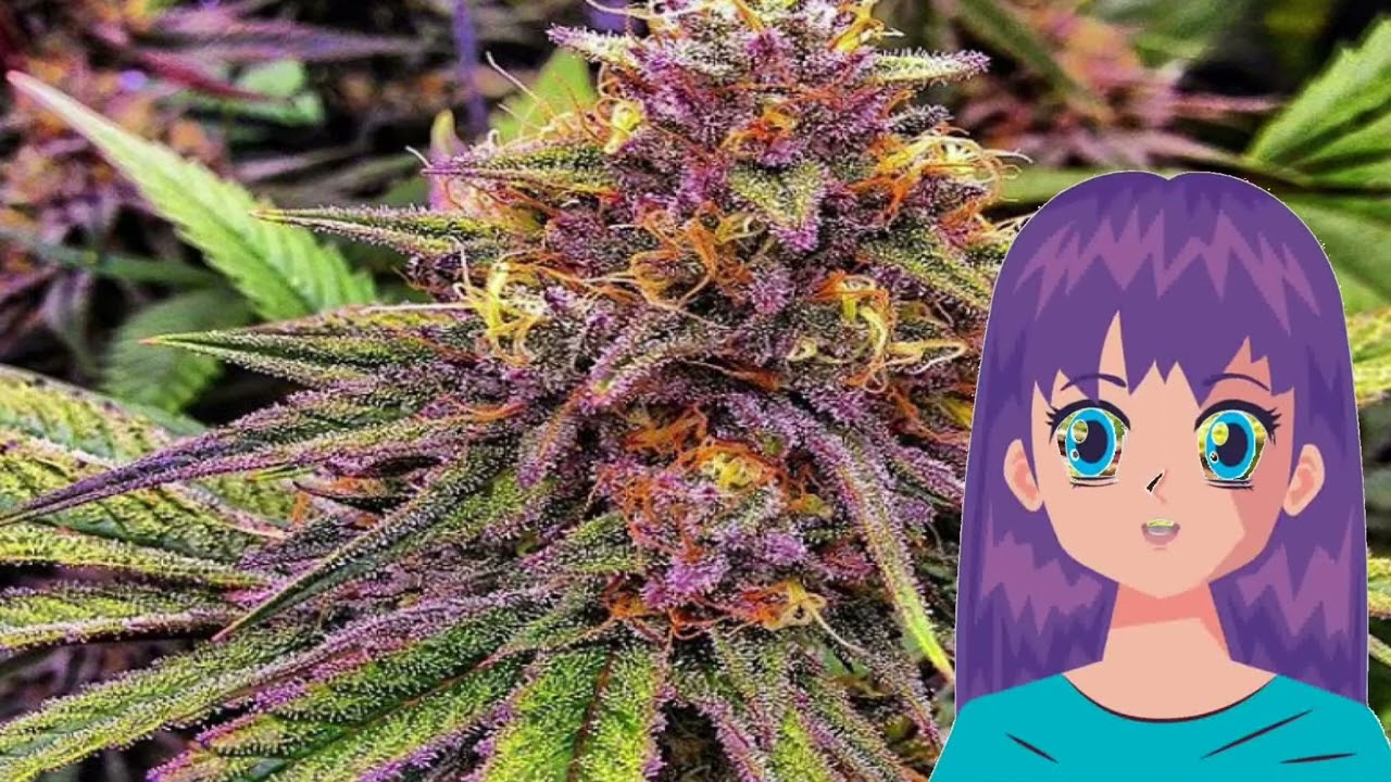 Gelato #41 &ndash; Flavour Chasers