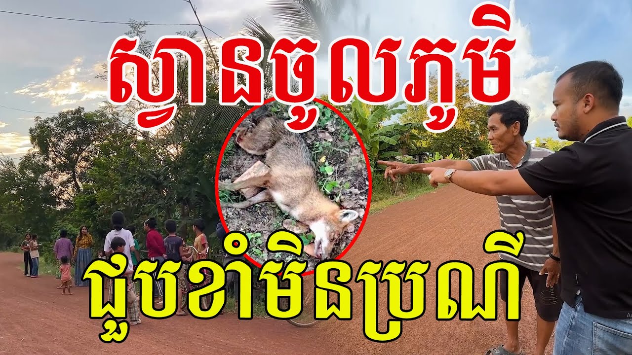 ច្បាស់ហេីយ​ សត្វស្វានចូលភូមិ​ មេភូមិ អ្នកស្រុកជួបផ្ទាល់