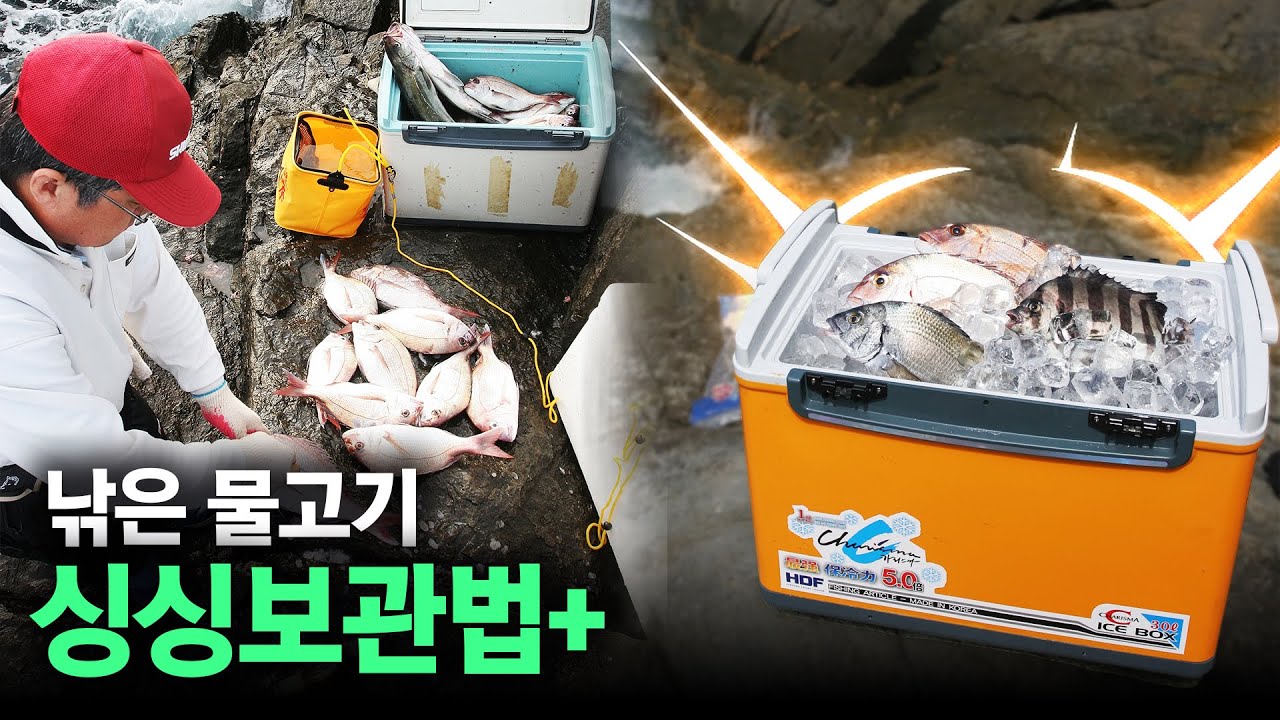 낚시로 잡은 물고기, 횟감으로 싱싱하게 보관하는 법!