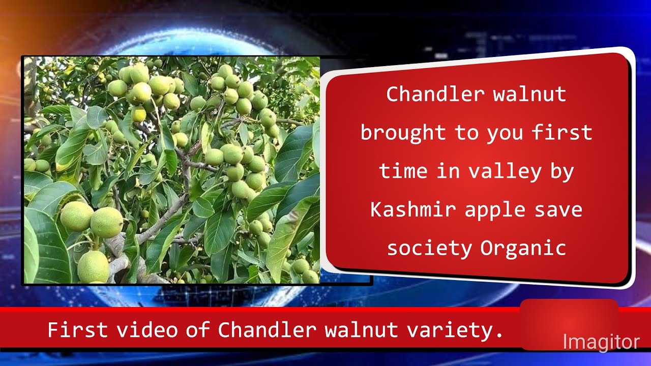 Chandler Walnut(Detailed Introduction) 7006474880