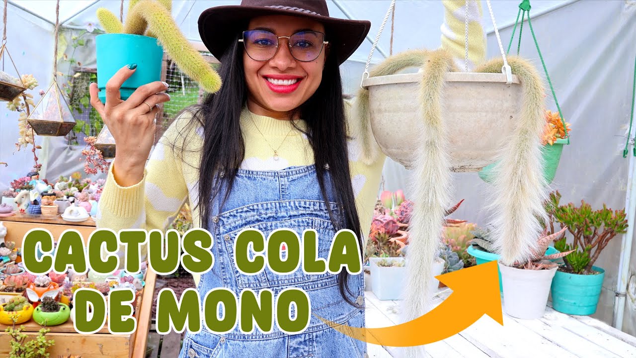 Trasplantando CACTUS COLA DE MONO y el secreto para que crezca mucho y rápido │Candy Bu