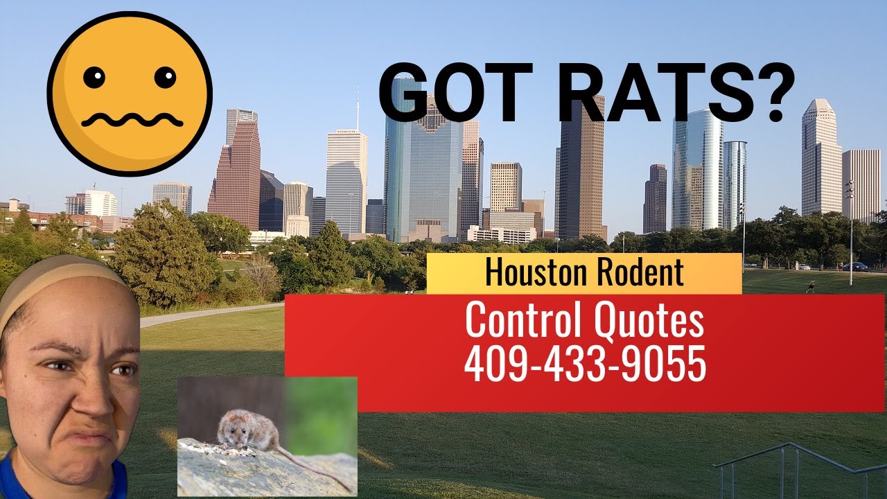 Rodent Control Service Houston Tx - 409-433-9055 👍👍👍👍👍👍👍👍👍