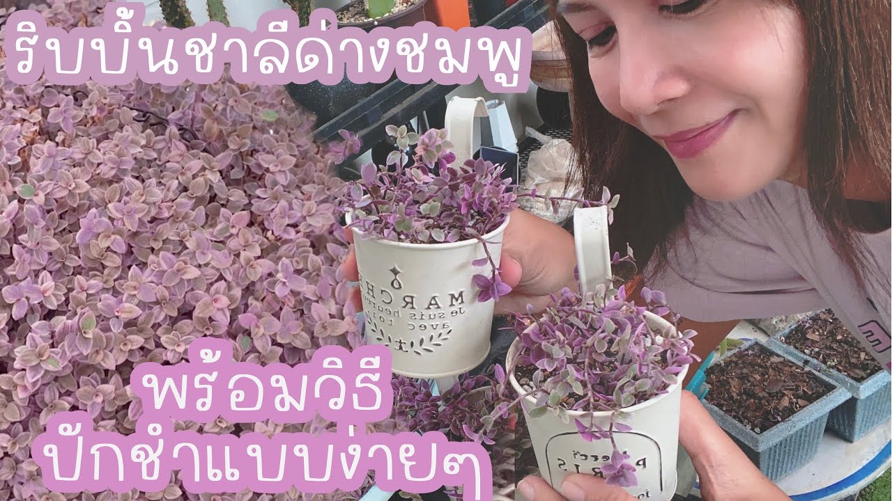 ขยายพันธุ์ริบบินชาลีด่างชมพู แตกกอไว ฟูแน่น ในกระถางแขวนสุดแสนน่ารัก