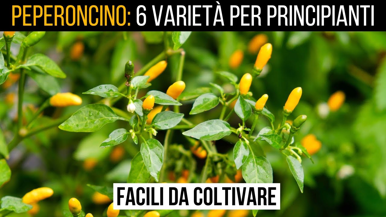 PEPERONCINO🌶 6 varietà facili da coltivare🌱| Food Stories