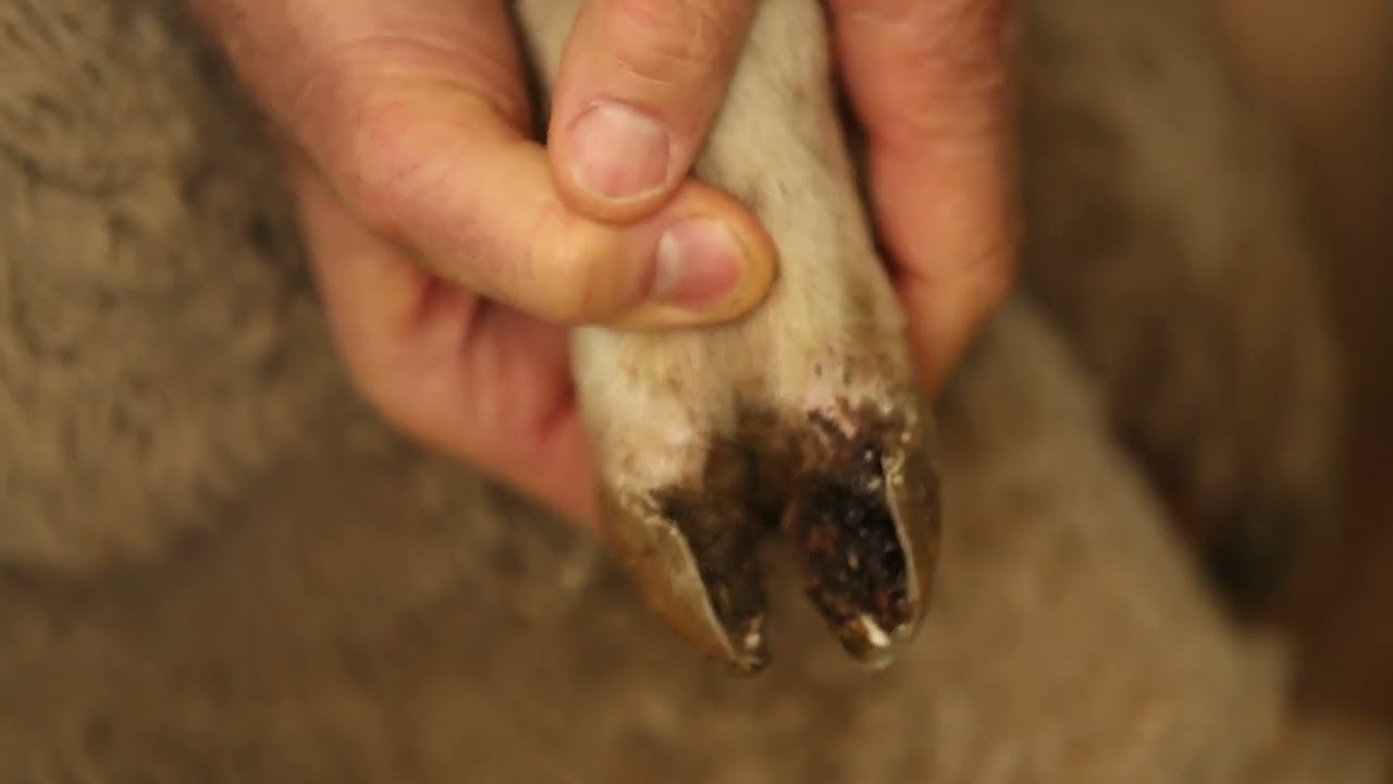 2  Footrot Diagnosis