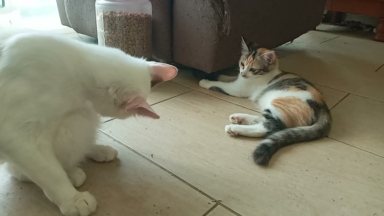Cats & kittens are 885 & 794 & 720 & 637 & 536 & 519 &471 & 395 & 280 & 242 & 142 &302 &236 &134&100