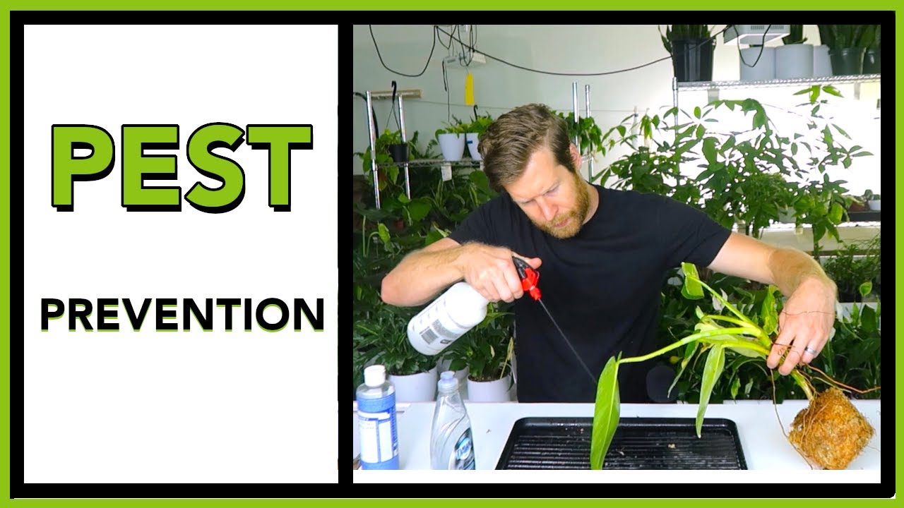 Treat Your NEW Plants for Bugs! | Houseplant How to Ep 37