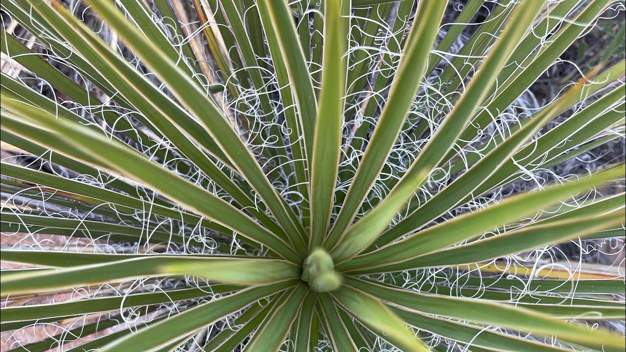 How to Make Soap From Soapweed Yucca