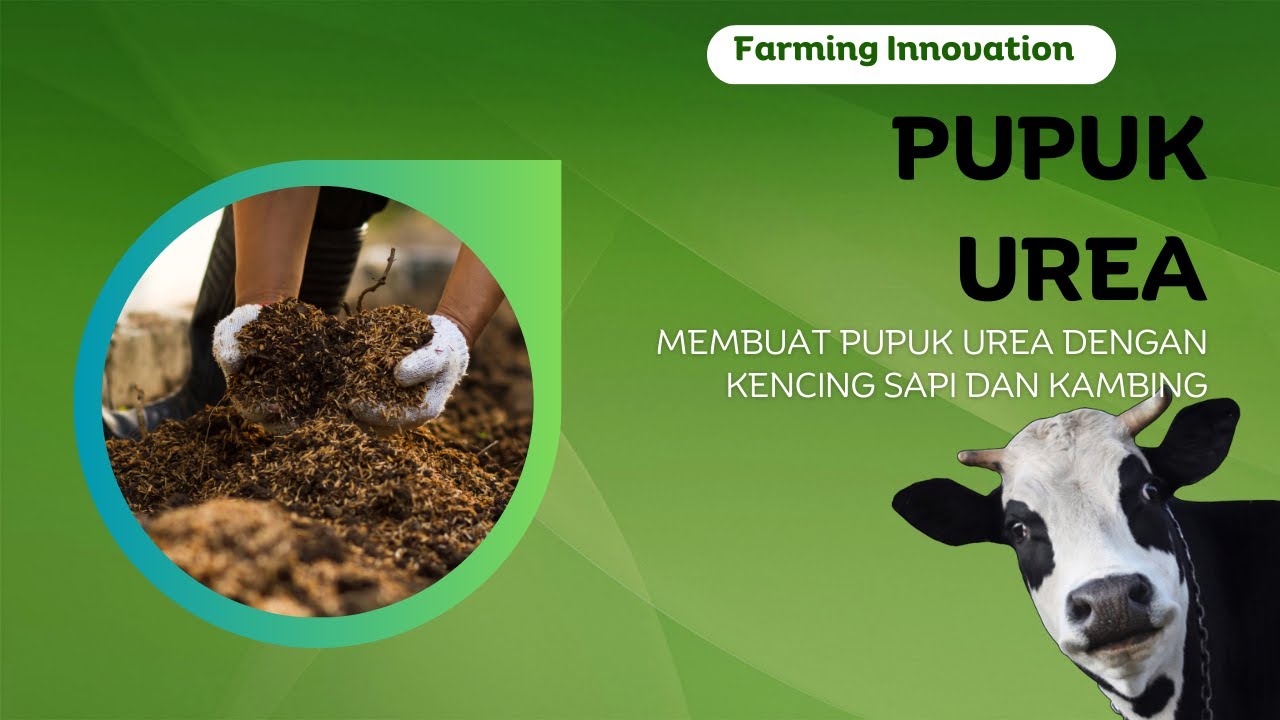 MEMBUAT PUPUK UREA DENGAN KENCING SAPI DAN KAMBING