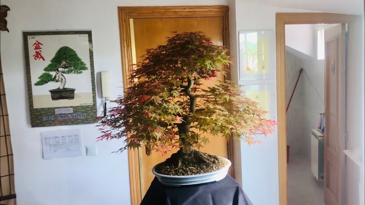 Arce Deshojo  BONSAI