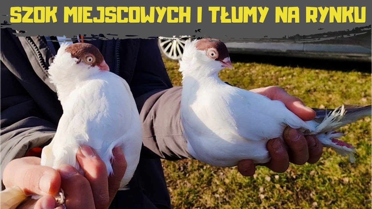 Rynek Garwolin 28.02.2026 Ceny Gołębie Kr&oacute;liki Kury Koguty Kaczory Kaczki Perliczki Gęsi Papugi 