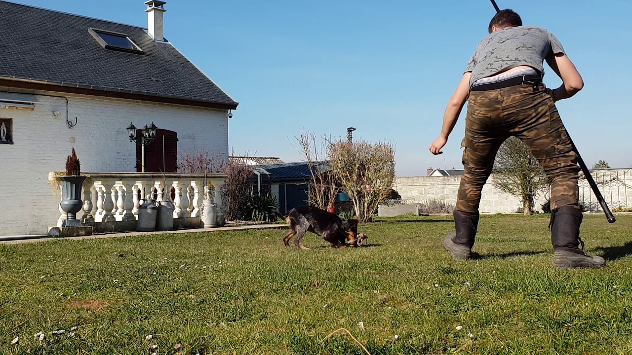 Epagneul breton de 5 mois qui tiens l'arrêt