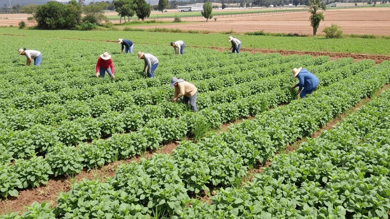 Los 8 vegetales más cultivados en todo el mundo. Cultivos Hortícolas.