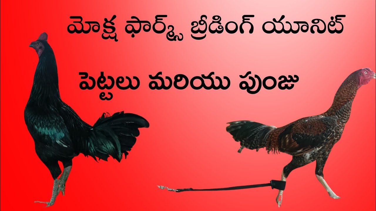 మోక్ష ఫార్మ్ కొత్త బ్రాంచ్ బ్రీడింగ్ సెటప్ #9848999651 #73867 68968