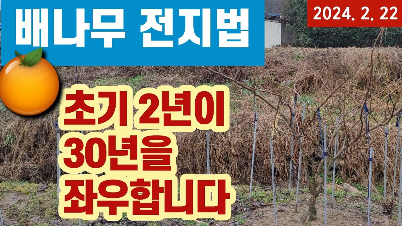 배나무 전지 방법 - 초기 2년이 30년을 좌우합니다