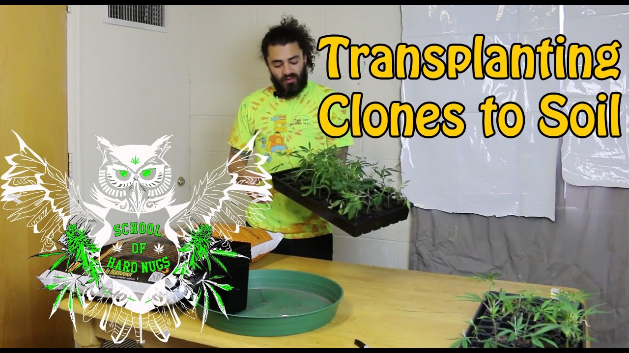 Transplanting Clones to Soil | Transplanting rooted Clones