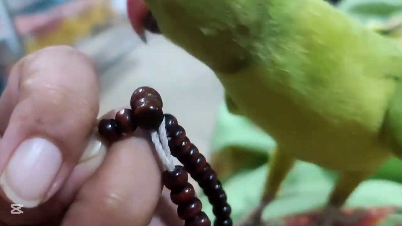 Mojo having fun with prayer beads 