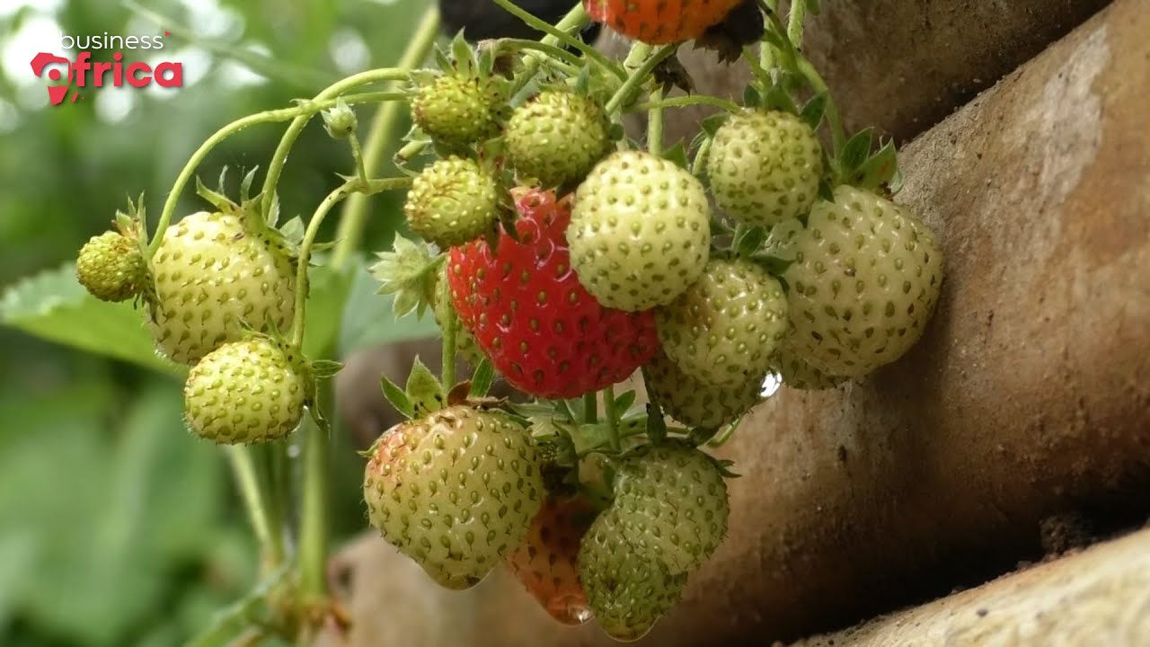 Cultiver des fraises au Cameroun : un défi relevé par les producteurs locaux