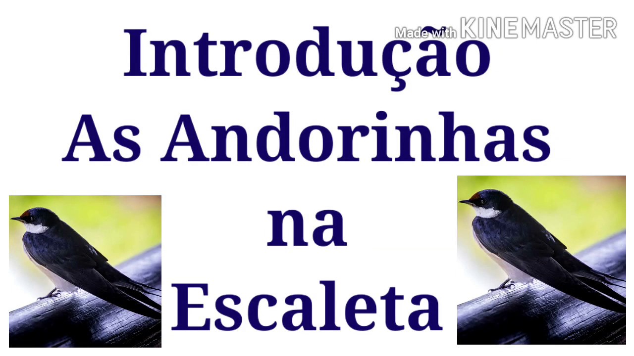 As Andorinhas (trio parada dura) introdução na Escaleta vídeo aula