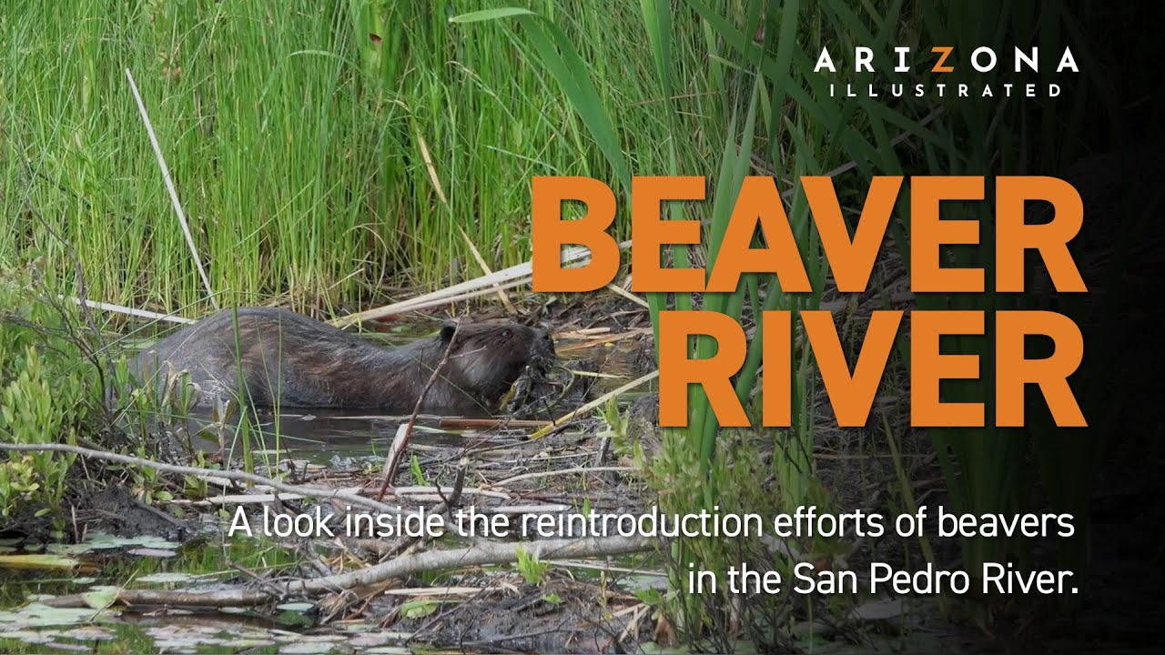Beaver River - Beavers in Arizona and Northern Mexico