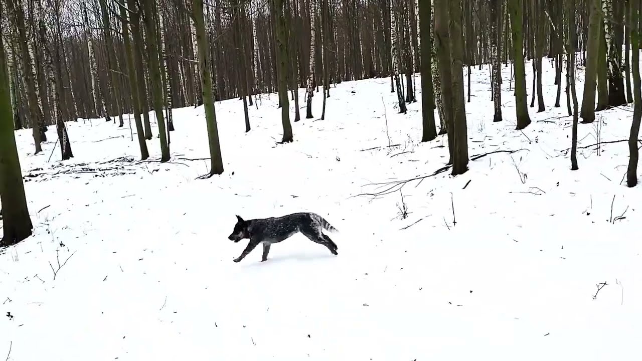 Moje Australian Cattle Dog. Spacerkiem po lesie. 2026 rok