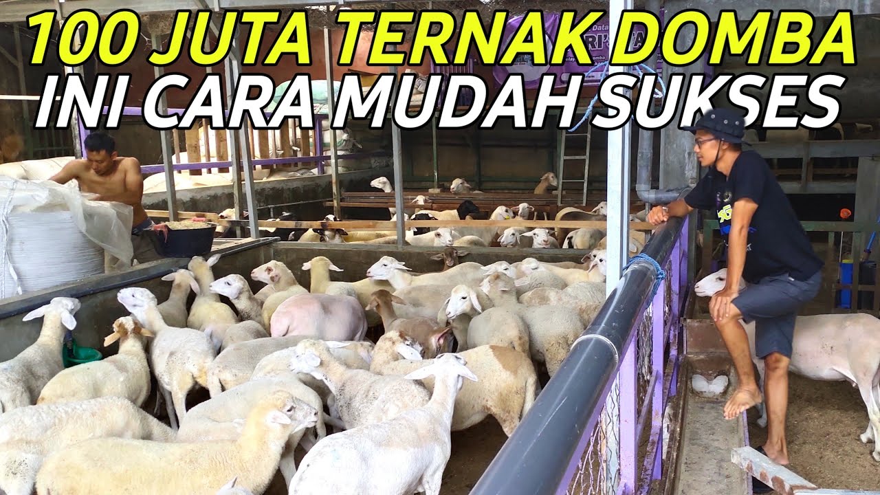CARA MUDAH SUKSES TERNAK DOMBA MODERN MODAL 100 JUTA