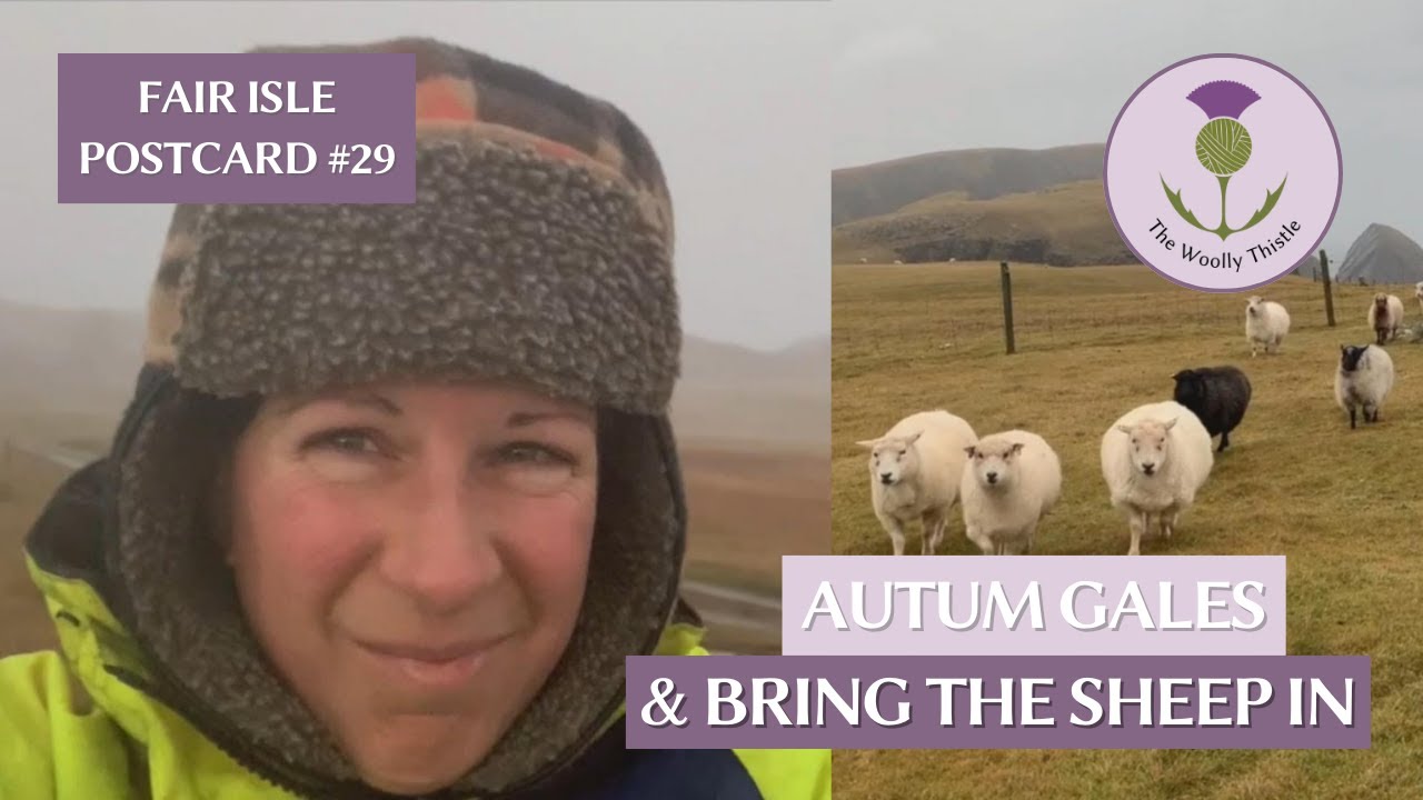 Fair Isle Postcard #29- Power Outage, Autumn Gales, & Bringing in the Sheep for Winter