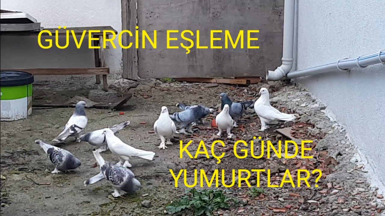 GÜVERCİN NASIL EŞLEŞTİRİLİR KAÇ GÜNDE EŞ OLUP YUMURTLAR ..