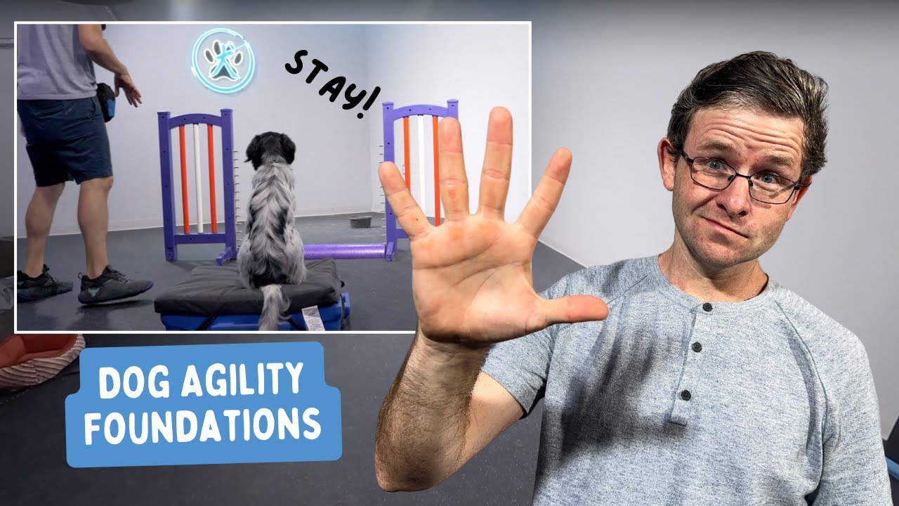 The Secret to PERFECT Startline Stays for Dog Agility
