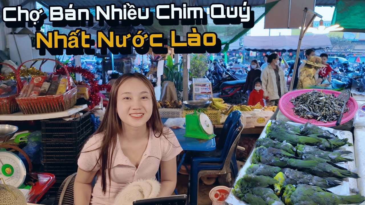 Cô Bé Người Lào Bán Các Loại Chim Quý Ở Chợ Nông Sản Lớn Nhất Nhì Viêng Chăn, Ở Đây Gì Cũng Có..!