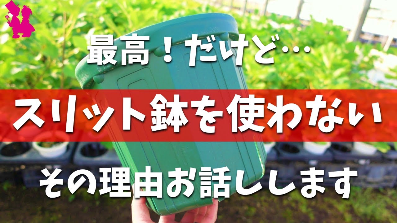 【イチジク】園芸農家の僕がスリット鉢を使わない理由をお話しします。