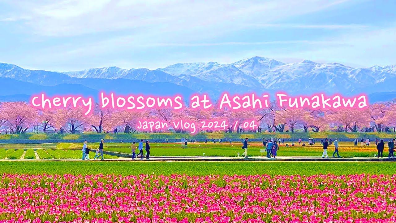Cherry blossoms at Asahi Funagawa Spring Quartet | Toyama, Tulips, Flowers, Spring | Japan Vlog