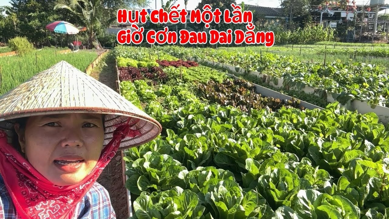 #557 Thu Hoạch Rau Muống Cải Ngồng Ngò Rí Mít Chín Cây #hanhcuocsongthailand 