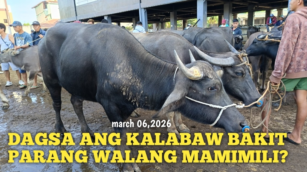 Price Update ng mga Kalabaw! May Murang Mabibili..