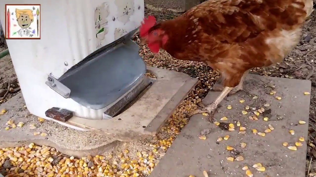 Tutoriel réalisation mangeoire automatique ( how to make automatic chicken feeder)