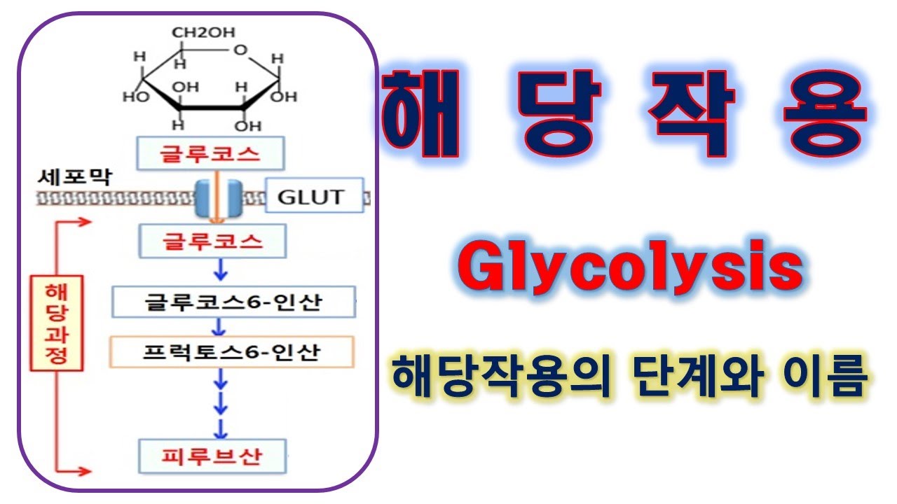 해당작용 과정및 이름