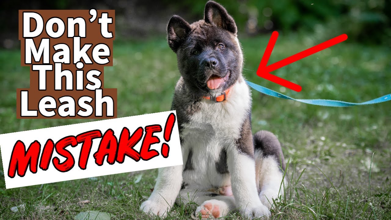 STOP Leash Pulling: Akita Leash Training Guide