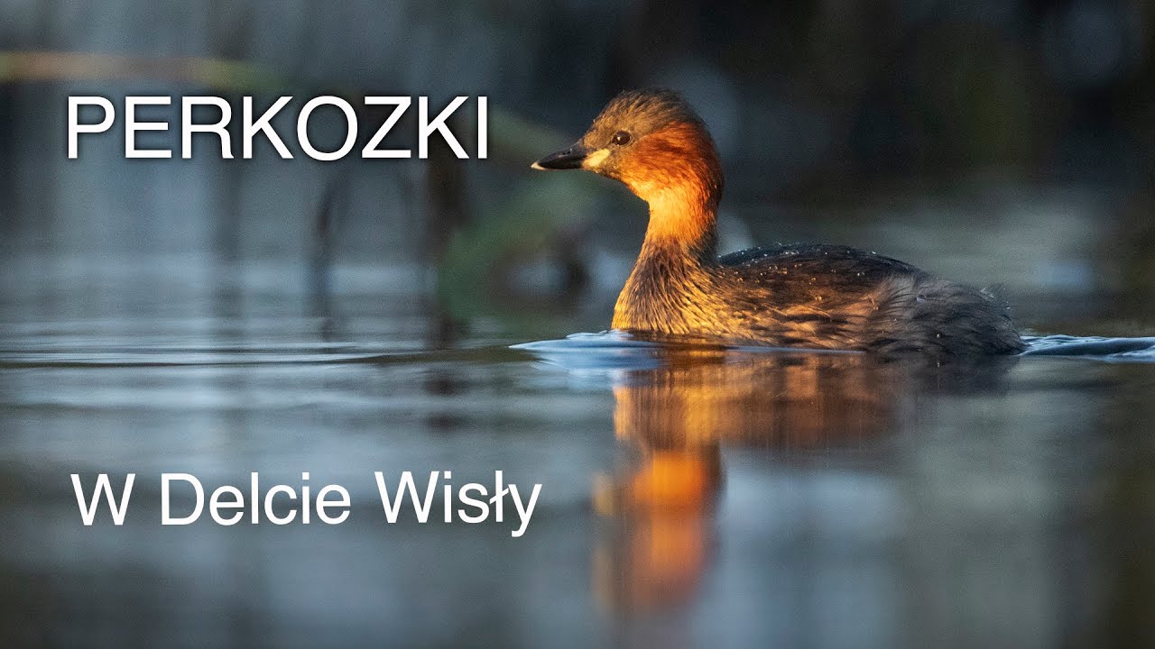 Fotografujemy perkozki. Delta Wisły. Z życia fotografów przyrody.