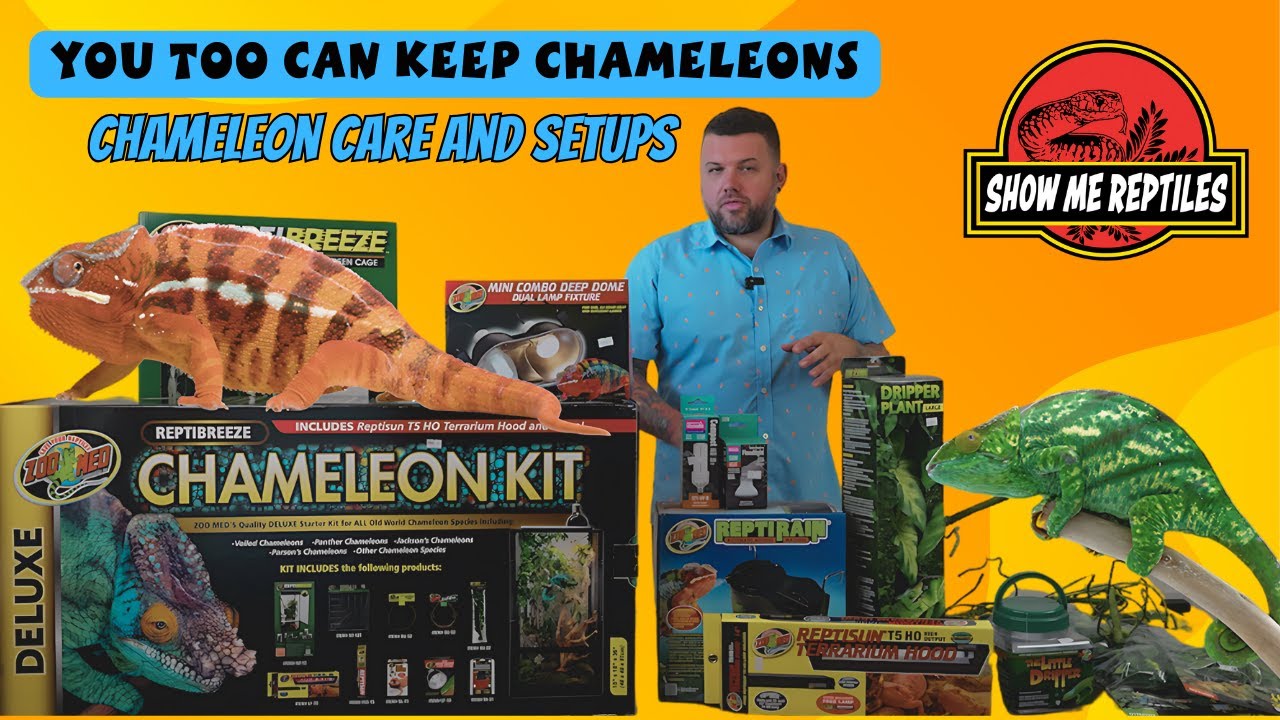 You Too Can Keep Chameleons! (Basic Chameleon Care and Set Up Guide)
