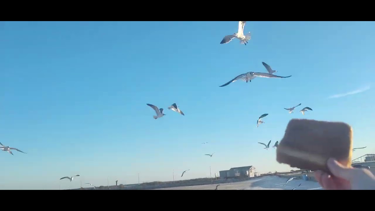 Feeding the birds