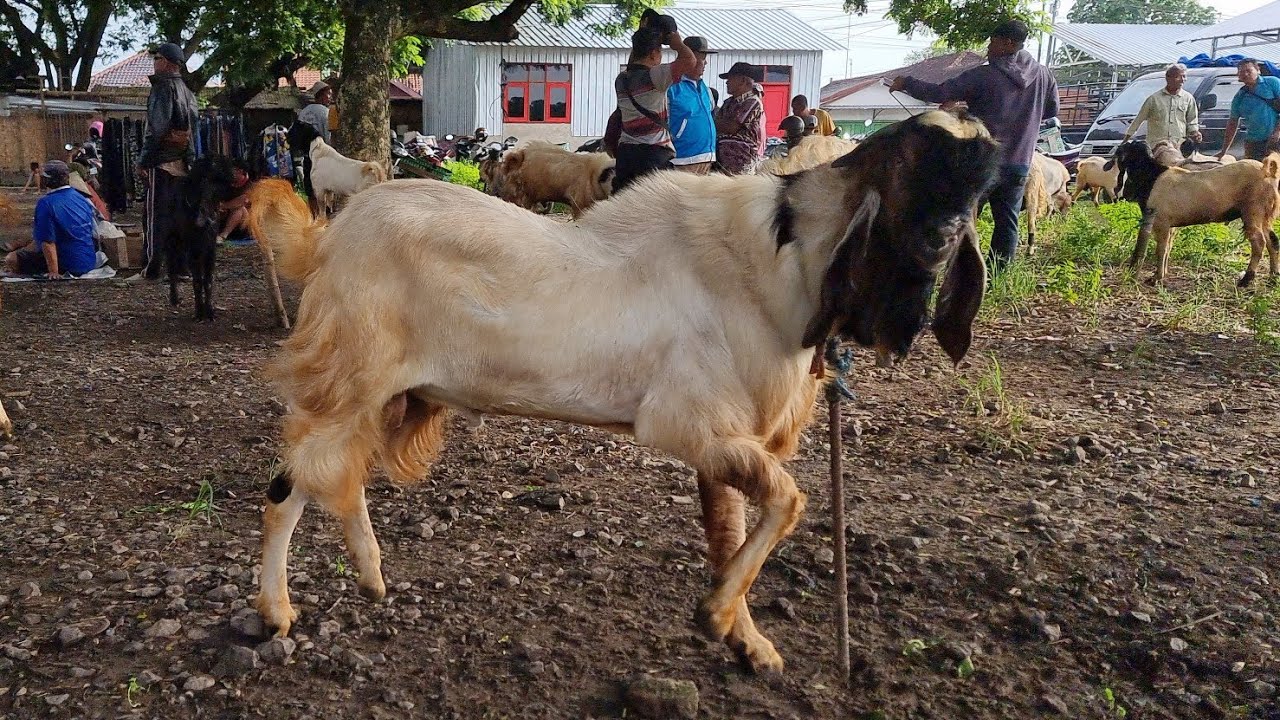 Update Harga Kambing Jantan Hari Ini di pasar Sumberjo Rembang | Minggu 8 Febuari 2026