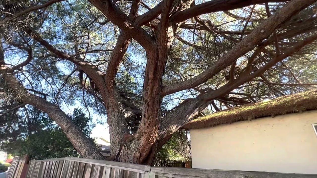 MONSTER STONE PINE is eating her house!